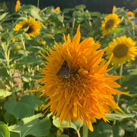 Meet your Posher, Lucinda - Picture 1 of 1